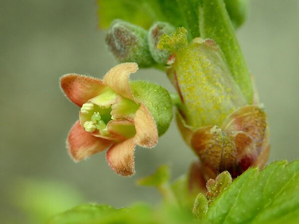 Fleur de Ribes nigrum, cassis