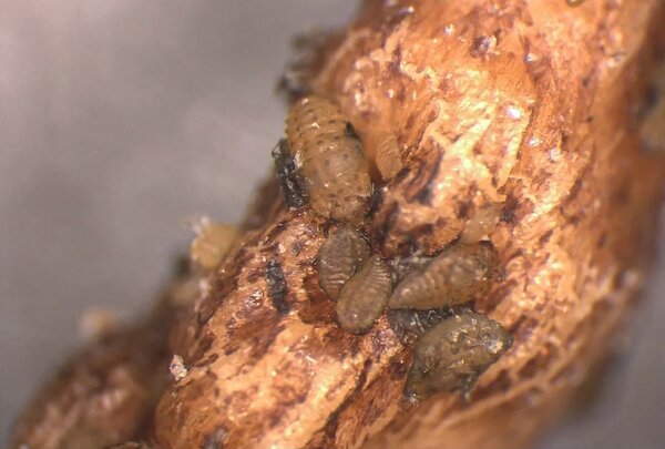 Phyllox&eacute;ra, Daktulosphaira vitifoliae (syn. Phylloxera, Viteus), poux sur les racines