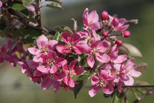 Fleur de pommier, Redlove, 1627-19, Wellhausen, avril 2024