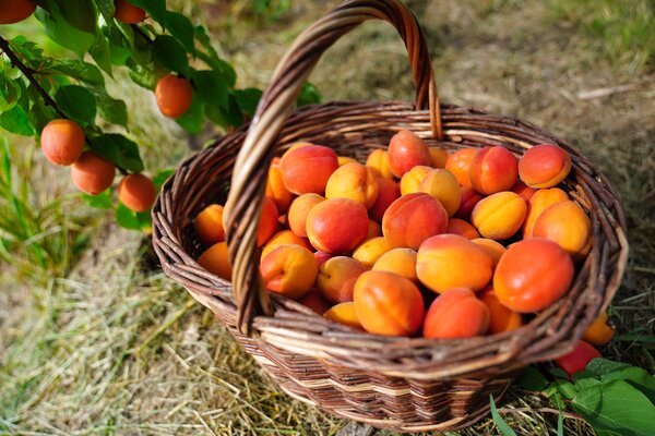 Vari&eacute;t&eacute;s d'abricots, Prunus armeniaca, vari&eacute;t&eacute; Mia, fruits r&eacute;colt&eacute;s