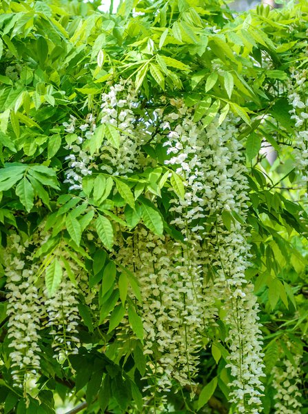 Chinesischer Blauregen 'Alba', Wisteria floribunda