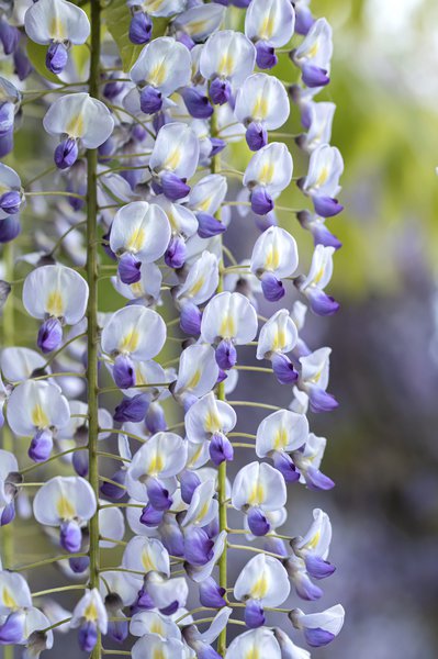 Japanischer Blauregen 'Macrobotrys', Wisteria floribunda