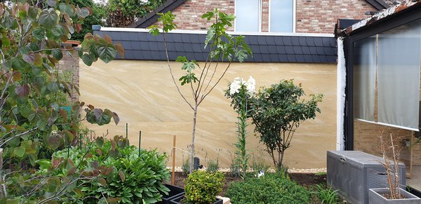 Planter et former un figuier sur tige Lubera