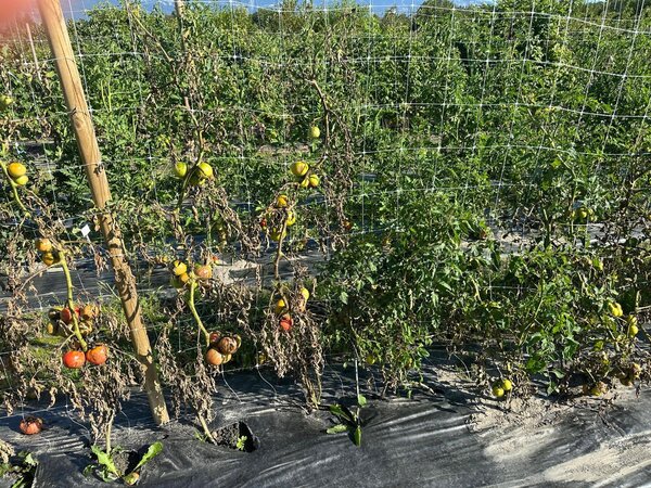 Champ d'essai, culture, tomates Open Sky, d&eacute;but ao&ucirc;t 2025