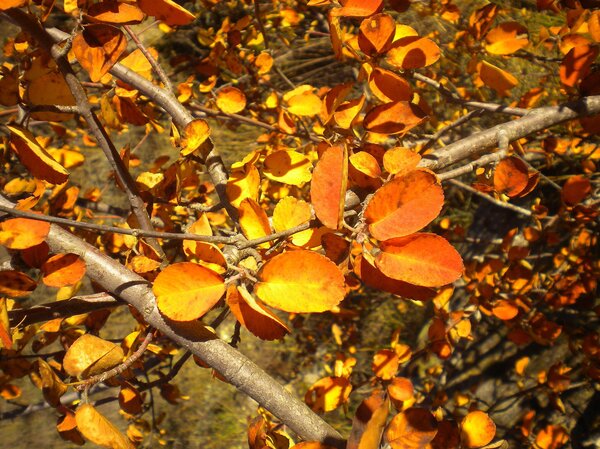 Amelanchier ovalis, Am&eacute;lanchier Arbres fruitiers aux couleurs automnales