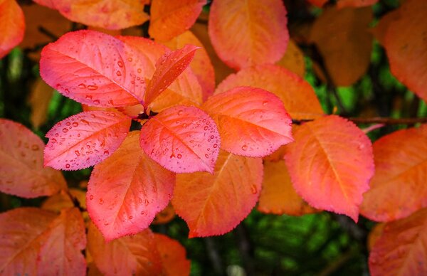 Aronia melanocarpa, arbres &agrave; couleurs d'automne