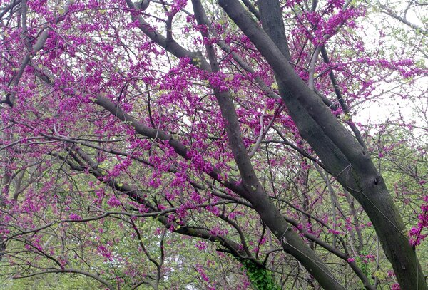 Cercis siliquastrum, arbre de jud&eacute;e, Lubera