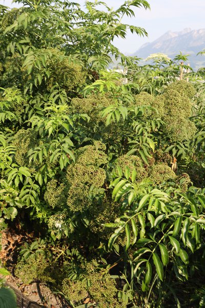 Gartenholunder Howunder� 'Nova', Sambucus canadensis 'Nova'