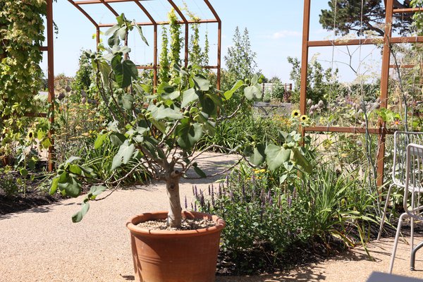 Figuier en bac, figuier nain, Wisley Garten RHS,