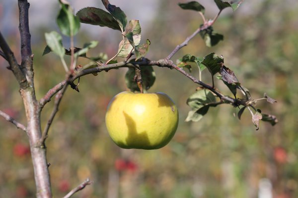 S&eacute;lection pomme sans p&eacute;pins&nbsp;2021/22&nbsp;s&eacute;lection Seedless Apple parcelle d&rsquo;essai p&eacute;pini&egrave;re Buchs, s&eacute;lections de pommiers avec caract&egrave;re r&eacute;cessif, Lubera