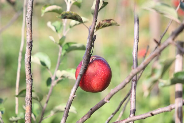 S&eacute;lection pomme sans p&eacute;pins&nbsp;2021/22&nbsp;s&eacute;lection Seedless Apple parcelle d&rsquo;essai p&eacute;pini&egrave;re Buchs, s&eacute;lections de pommiers avec caract&egrave;re r&eacute;cessif, Lubera
