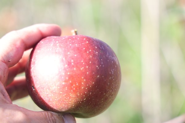 S&eacute;lection pomme sans p&eacute;pins&nbsp;2021/22&nbsp;s&eacute;lection Seedless Apple parcelle d&rsquo;essai p&eacute;pini&egrave;re Buchs, s&eacute;lections de pommiers avec caract&egrave;re r&eacute;cessif, Lubera