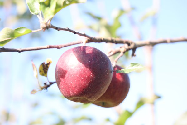 S&eacute;lection pomme sans p&eacute;pins&nbsp;2021/22&nbsp;s&eacute;lection Seedless Apple parcelle d&rsquo;essai p&eacute;pini&egrave;re Buchs, s&eacute;lections de pommiers avec caract&egrave;re r&eacute;cessif, Lubera