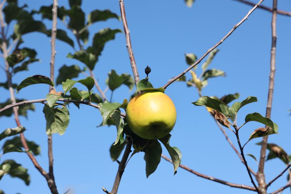 S&eacute;lection pomme sans p&eacute;pins&nbsp;2021/22&nbsp;s&eacute;lection Seedless Apple parcelle d&rsquo;essai p&eacute;pini&egrave;re Buchs, s&eacute;lections de pommiers avec caract&egrave;re r&eacute;cessif, Lubera