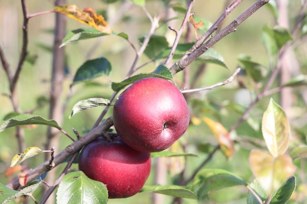 S&eacute;lection pomme sans p&eacute;pins&nbsp;2021/22&nbsp;s&eacute;lection Seedless Apple parcelle d&rsquo;essai p&eacute;pini&egrave;re Buchs, s&eacute;lections de pommiers avec caract&egrave;re r&eacute;cessif, Lubera
