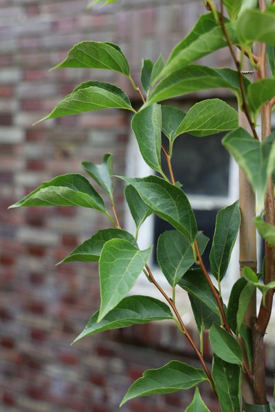 Styrax japonicus 'June Snow'� - Hochstamm
