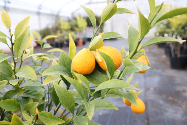 Citronniers rustiques Switrus&reg; : Thomasville, Citrangequat, Citrus