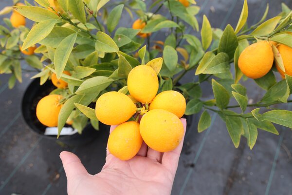 Switrus&reg; Thomasville, citrange, agrume, citron