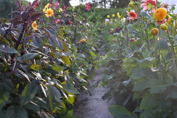 Forcer les dahlias &agrave; floraison pr&eacute;coce