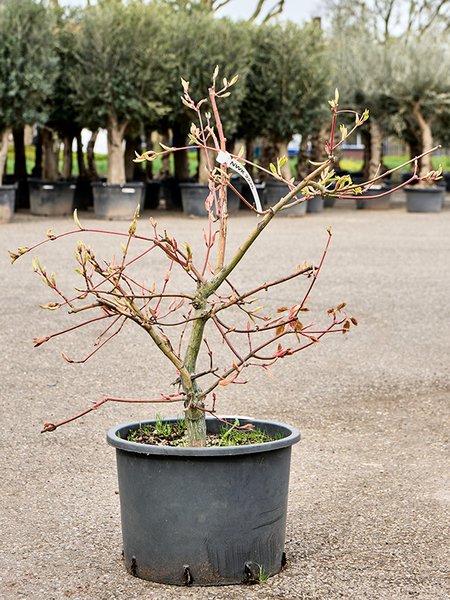 Acer conspicuum 'Red Flamingo', Stamm verzweigt, im 45cm Topf, H�he 110cm, Breite 100cm