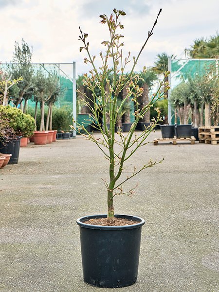 Acer jap. 'Green' (120-150), Verzweigt, im 32cm Topf, H�he 135cm, Breite 65cm