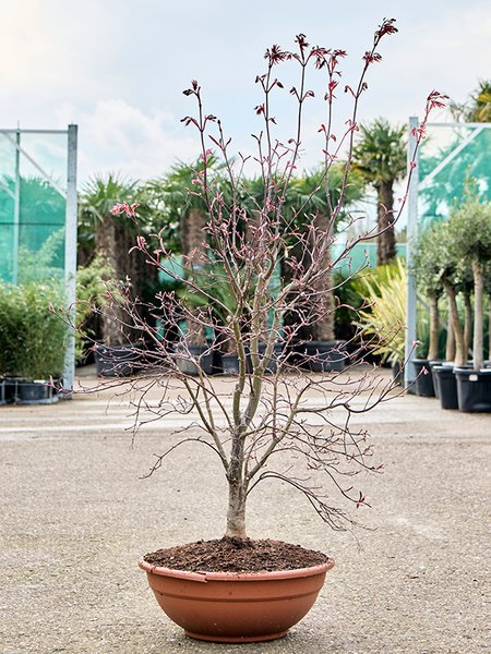 Acer pal. 'Fire Glow' (130-160), Verzweigt, im 45cm Topf, H�he 145cm, Breite 85cm