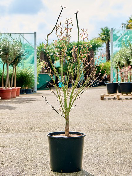 Acer pal. 'Linearilobum' (120-160), Verzweigt, im 32cm Topf, H�he 140cm, Breite 75cm