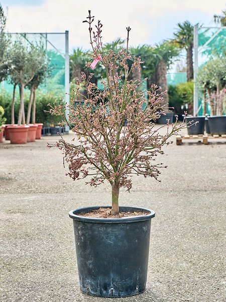 Acer pal. 'Shaina' (120-140), Verzweigt, im 36cm Topf, H�he 130cm, Breite 65cm