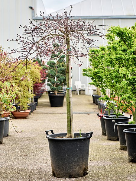 Acer pal. diss. 'Inaba-shidare', Stamm, im 43cm Topf, H�he 160cm, Breite 120cm