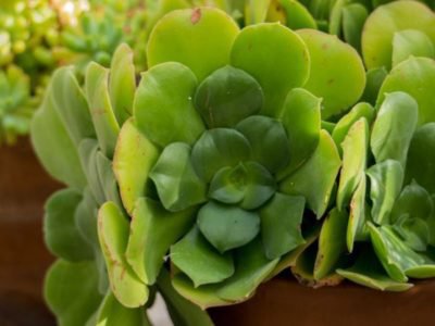 <i>Aeonium canariensis</i>