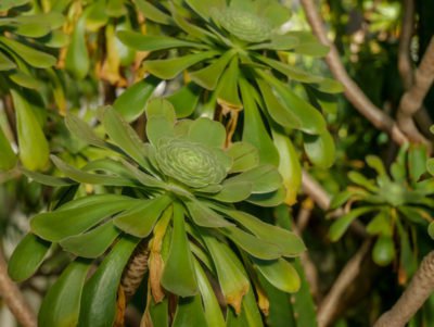 <i>Aeonium percarneum</i>