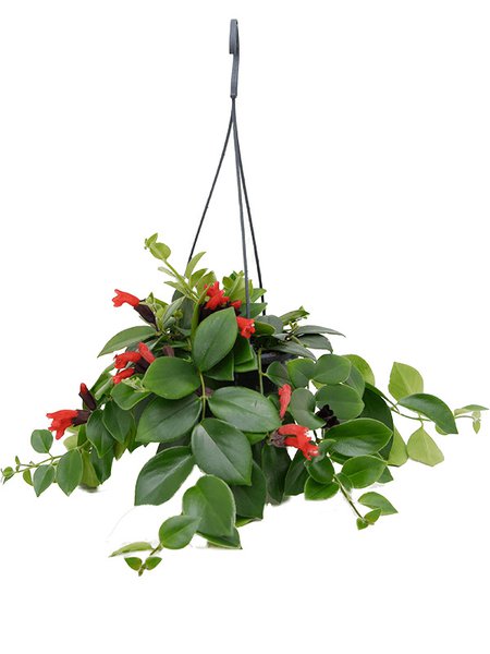 Aeschynanthus 'Mona Lisa', Ampel, im 15cm Topf, H�he 40cm, Breite 30cm