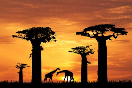 Baobab
