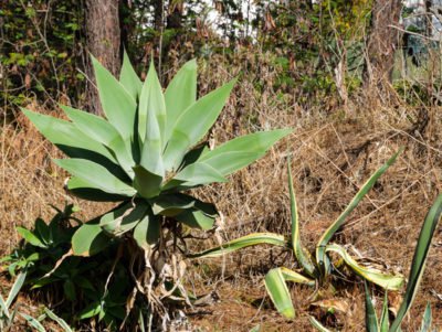 Les agaves poussent &agrave; l&rsquo;&eacute;tat naturel dans le bassin m&eacute;diterran&eacute;en