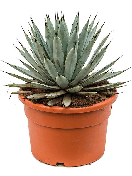 Agave macroacantha, Grau, im 27cm Topf, H�he 40cm, Breite 30cm