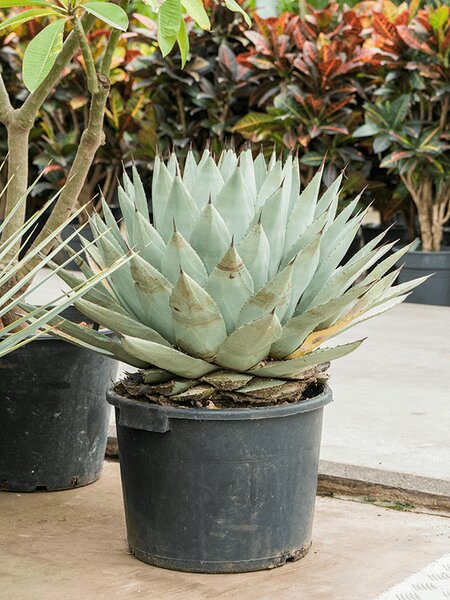 Agave parryi, Gr�n/grau, im 35cm Topf, H�he 60cm, Breite 45cm