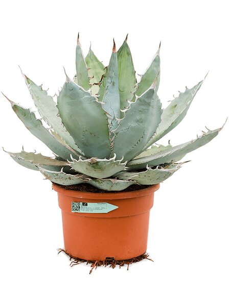 Agave titanota 'White Ice', Gr�n/grau, im 30cm Topf, H�he 55cm, Breite 45cm