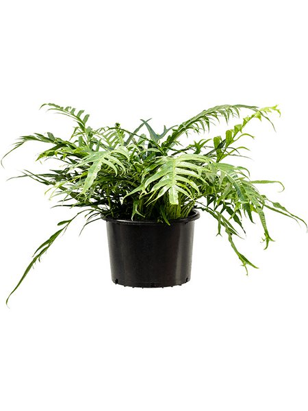 Aglaomorpha 'Jim', Busch, im 37cm Topf, H�he 70cm, Breite 60cm