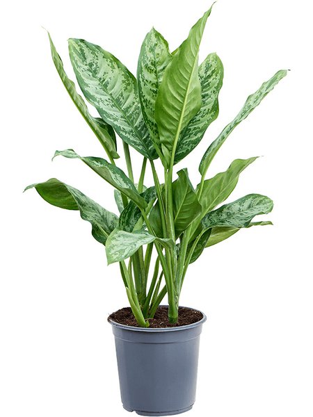 Aglaonema 'Chantal', Tuff, im 24cm Topf, H�he 70cm, Breite 40cm