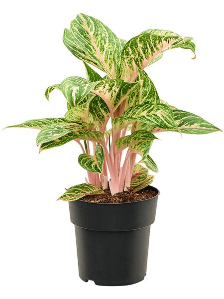 Aglaonema 'Coco Melon', Tuff, im 19cm Topf, H�he 60cm, Breite 35cm
