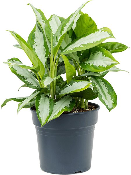 Aglaonema 'Diamond Bay', Tuff, im 30cm Topf, H�he 65cm, Breite 50cm