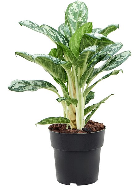 Aglaonema 'Jungle Silver', Tuff, im 19cm Topf, H�he 60cm, Breite 45cm