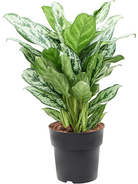 Aglaonema 'Laurel Green', Tuff, im 19cm Topf, H�he 70cm, Breite 45cm