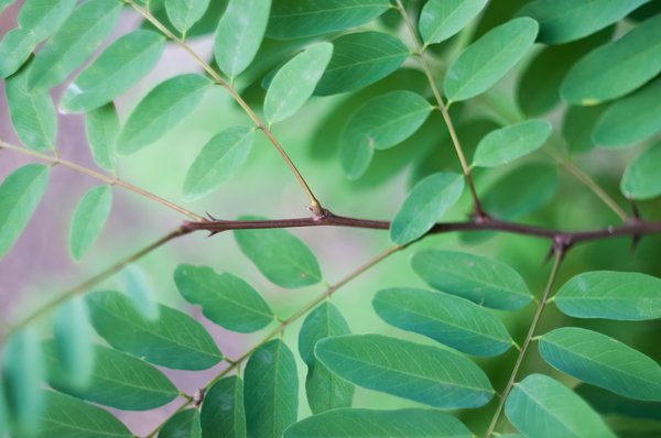 acacia et robinier : Feuilles d'acacia