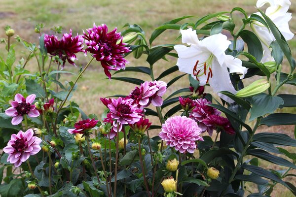 Dahlien kombinieren Gartenbuch-Beitrag, Dahlie 'Alauna Clair-Obscur'', Dahlie 'Ceme de Cassis', Lilie 'Casa Blanca'