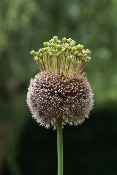 Allium 'Forelock'�