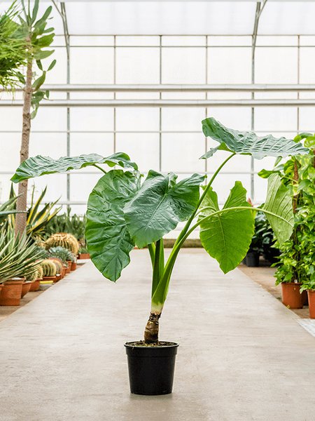 Alocasia macrorrhizos, Stamm, im 27cm Topf, H�he 100cm, Breite 90cm