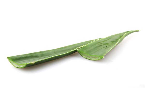 Feuille d&rsquo;aloe vera