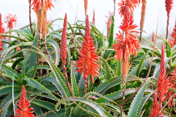 Aloe vera en fleur