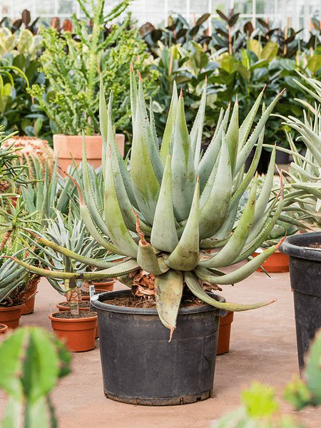 Aloe ferox, Stamm, im 37cm Topf, H�he 110cm, Breite 80cm